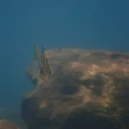 Tanganyika Lates, photo 9
