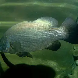 African Snook