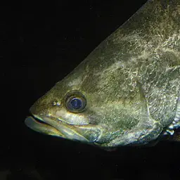African Snook, photo 2
