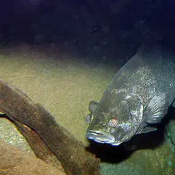 African Snook, photo 3