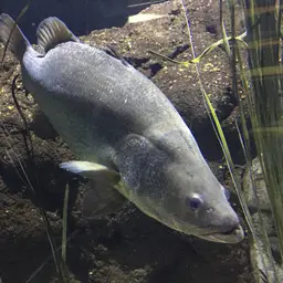 African Snook, photo 4