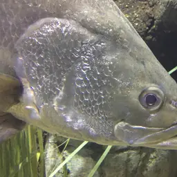 African Snook, photo 5