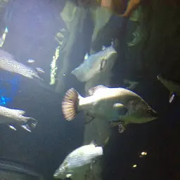 African Snook, photo 6