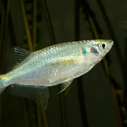 Flying Minnow, photo 1