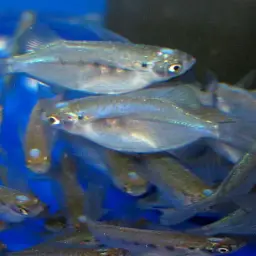 Flying Minnow, photo 2