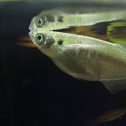 Flying Minnow, photo 3
