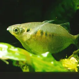 Flying Minnow, photo 4