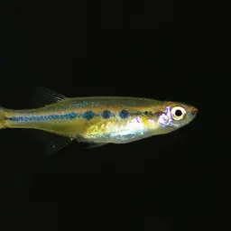 Burjor's Brilliance, photo 3