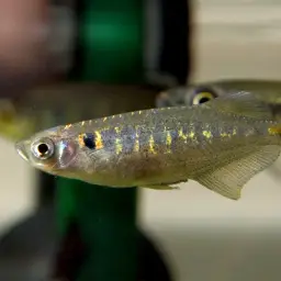 Indian Hatchet Fish, photo 1