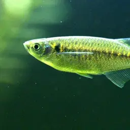 Indian Hatchet Fish, photo 2