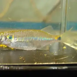 Indian Hatchet Fish, photo 3