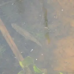 Indian Hatchet Fish, photo 5