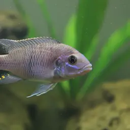 Lavender mbuna, photo 9