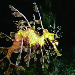 Leafy Sea Dragon, photo 1