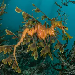 Leafy Sea Dragon, photo 3