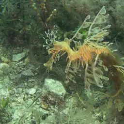 Leafy Sea Dragon, photo 5