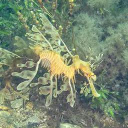 Leafy Sea Dragon, photo 6