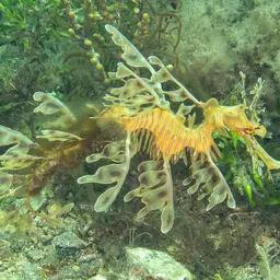 Leafy Sea Dragon, photo 7