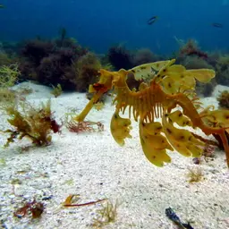 Leafy Sea Dragon, photo 9