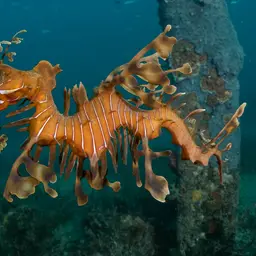 Leafy Sea Dragon, photo 10