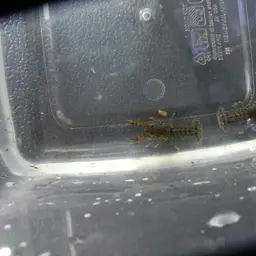 least crayfish, photo 2