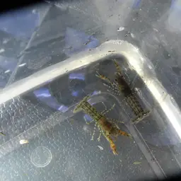 least crayfish, photo 3