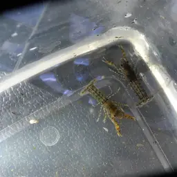 least crayfish, photo 4