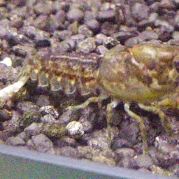 least crayfish, photo 5