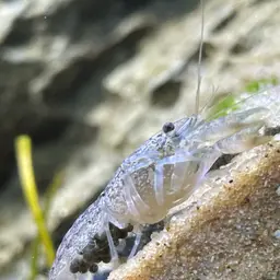least crayfish, photo 6