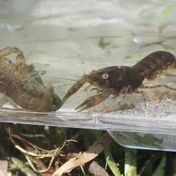 least crayfish, photo 7