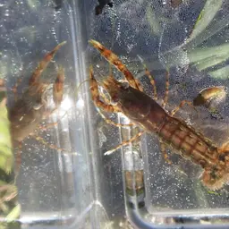 least crayfish, photo 8