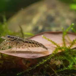 least crayfish, photo 1