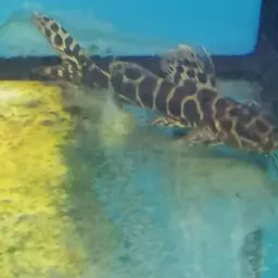 Sailfin Pimeloid, photo 3