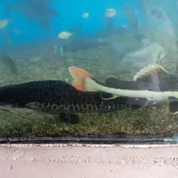 Sailfin Pimeloid, photo 4