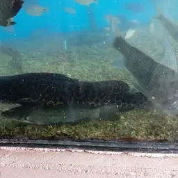 Sailfin Pimeloid, photo 5
