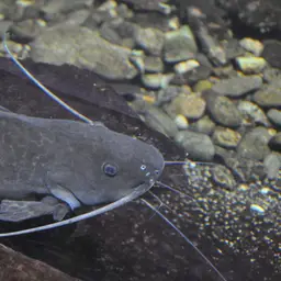 Sailfin Pimeloid, photo 7