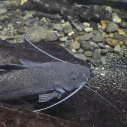 Sailfin Pimeloid, photo 8
