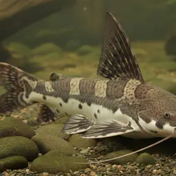 Sailfin Pimeloid, photo 1