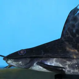 Painted Sailfin Catfish, photo 1