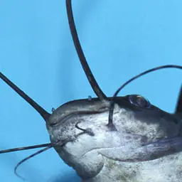 Painted Sailfin Catfish, photo 2