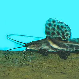 Painted Sailfin Catfish, photo 3
