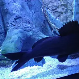 Painted Sailfin Catfish, photo 4