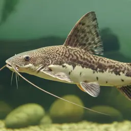 Painted Sailfin Catfish, photo 5