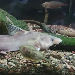 Chinese Longsnout Catfish, photo 2