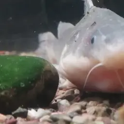 Chinese Longsnout Catfish, photo 3