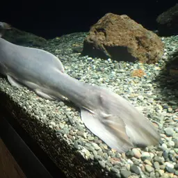 Chinese Longsnout Catfish, photo 4