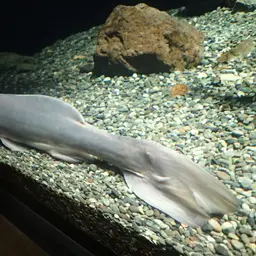 Chinese Longsnout Catfish, photo 5