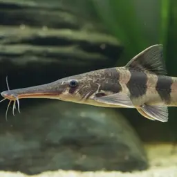 Chinese Longsnout Catfish, photo 1