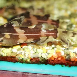 Thai River Catfish, photo 1
