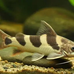 Thai River Catfish, photo 2